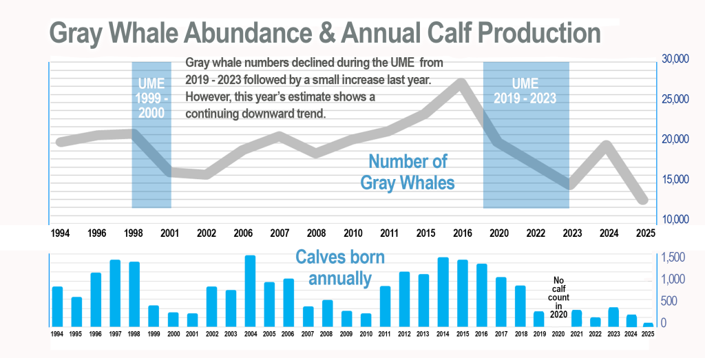 Gray Whale Calf Productivity SWFSC MMTD 2025